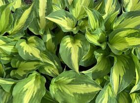 Bohyška 'Christmas Candy' - Hosta 'Christmas Candy'