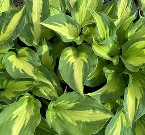 Bohyška 'Christmas Candy' - Hosta 'Christmas Candy'