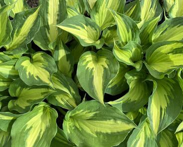 Bohyška 'Christmas Candy'