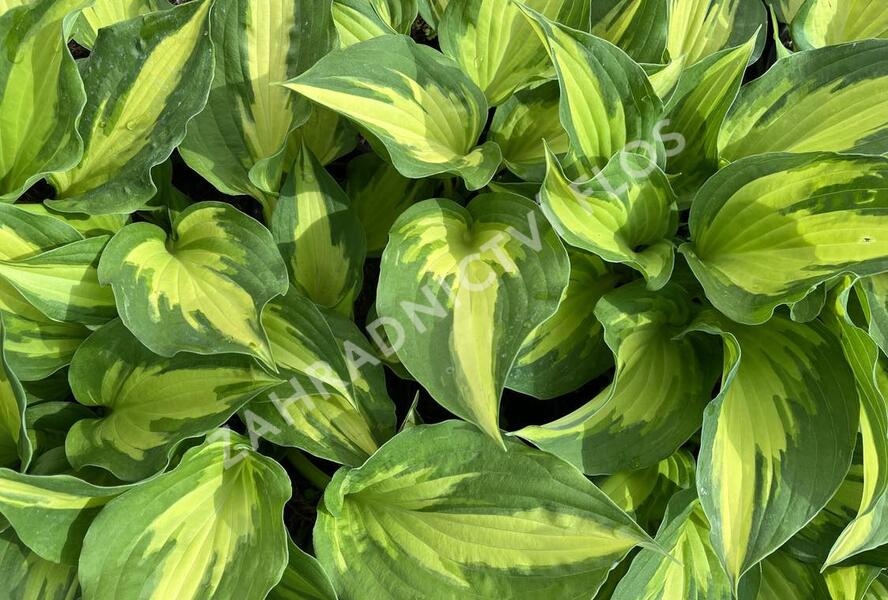 Bohyška 'Christmas Candy' - Hosta 'Christmas Candy'