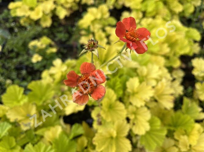 Kuklík šarlatový 'Eos' - Geum coccineum 'Eos'