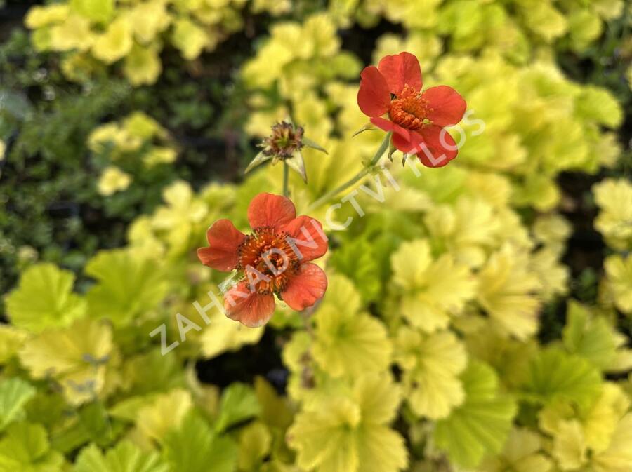 Kuklík šarlatový 'Eos' - Geum coccineum 'Eos'