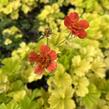 Kuklík šarlatový 'Eos' - Geum coccineum 'Eos'