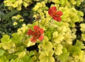 Kuklík šarlatový 'Eos' - Geum coccineum 'Eos'