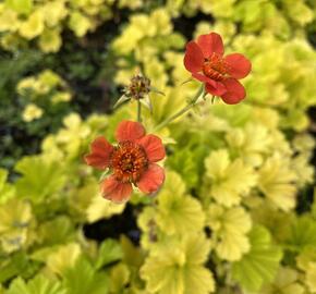 Kuklík šarlatový 'Eos' - Geum coccineum 'Eos'