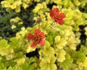 Kuklík šarlatový 'Eos'