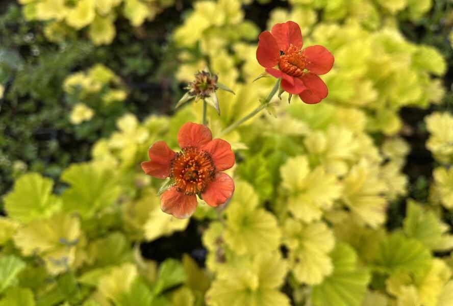 Kuklík šarlatový 'Eos' - Geum coccineum 'Eos'