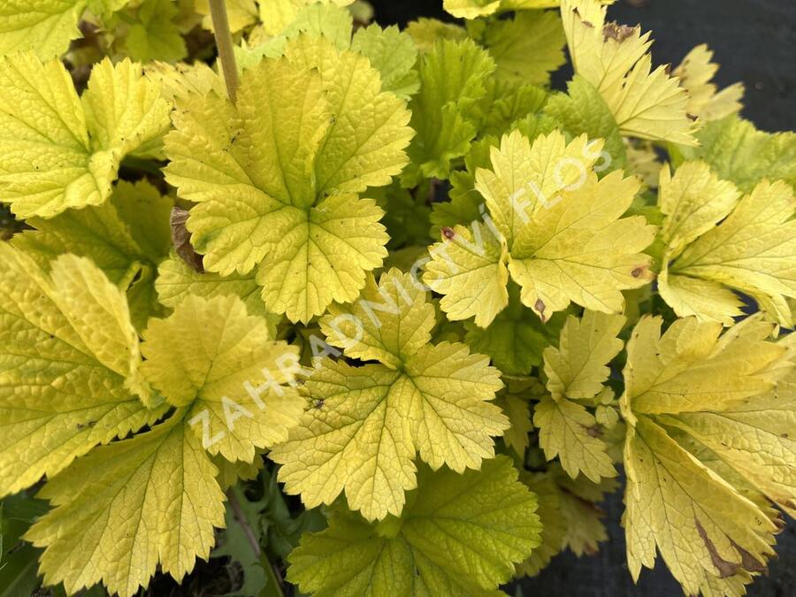 Kuklík šarlatový 'Eos' - Geum coccineum 'Eos'