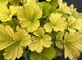 Kuklík šarlatový 'Eos' - Geum coccineum 'Eos'