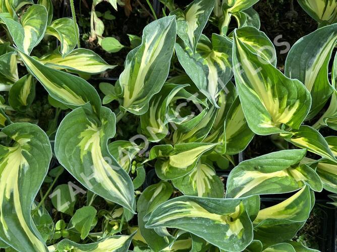 Bohyška 'Sting' - Hosta 'Sting'