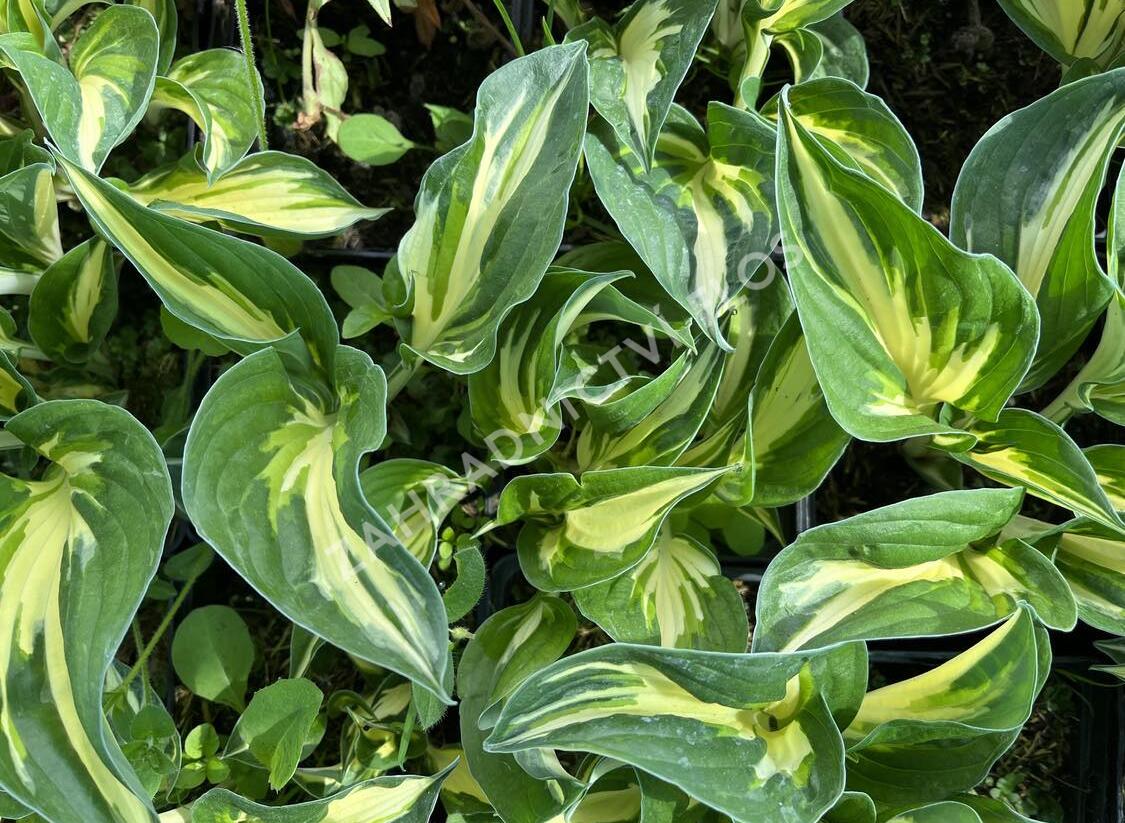 Bohyška 'Sting' - Hosta 'Sting'