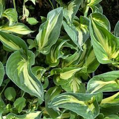 Bohyška 'Sting' - Hosta 'Sting'