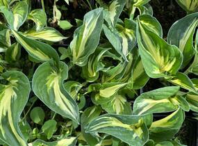 Bohyška 'Sting' - Hosta 'Sting'