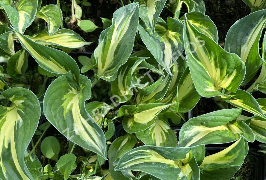 Bohyška 'Sting' - Hosta 'Sting'