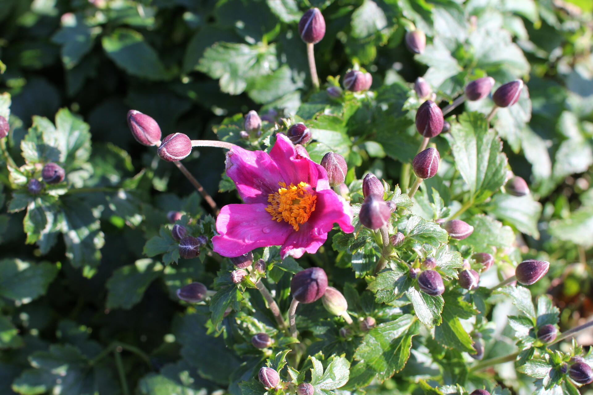 Anemone hupehensis 'Fantasy Red Riding Hood'