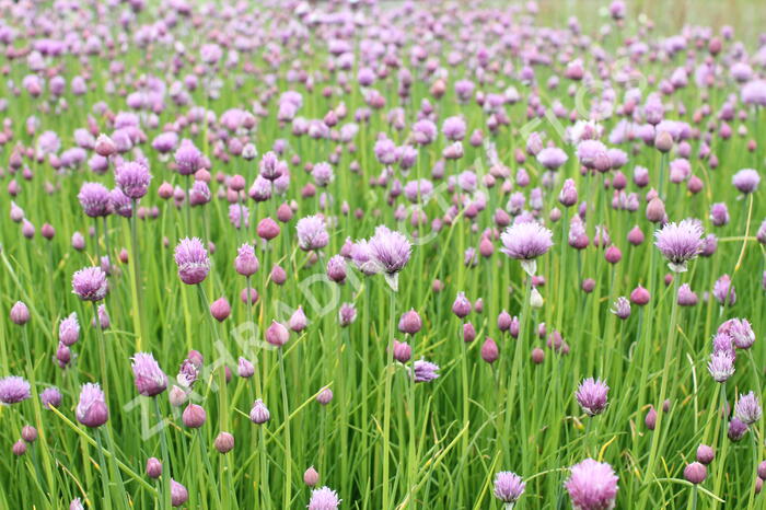Pažitka pobřežní 'Bohemia' - Allium schoenoprasum 'Bohemia'