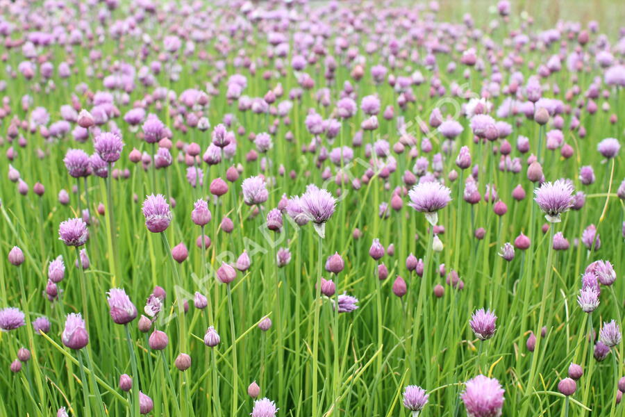 Pažitka pobřežní 'Bohemia' - Allium schoenoprasum 'Bohemia'