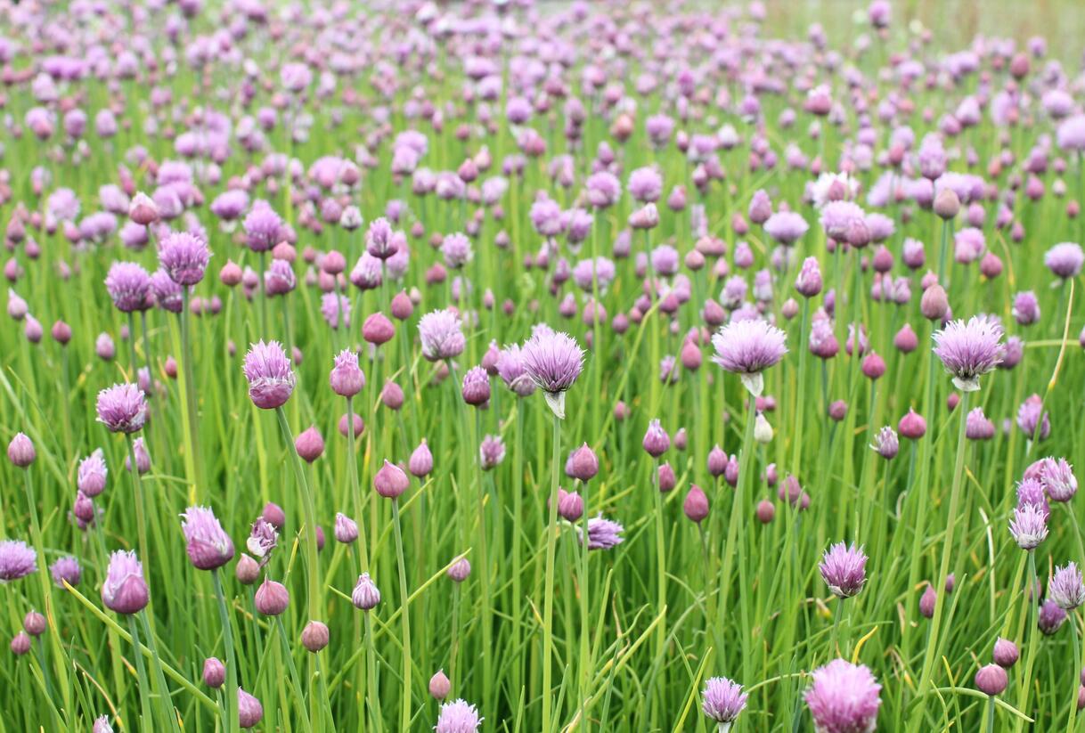 Pažitka pobřežní 'Bohemia' - Allium schoenoprasum 'Bohemia'