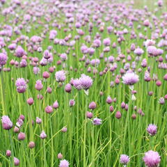 Pažitka pobřežní 'Bohemia' - Allium schoenoprasum 'Bohemia'