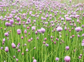 Pažitka pobřežní 'Bohemia' - Allium schoenoprasum 'Bohemia'
