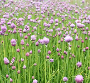 Pažitka pobřežní 'Bohemia' - Allium schoenoprasum 'Bohemia'