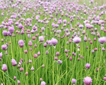 Pažitka pobřežní 'Bohemia'