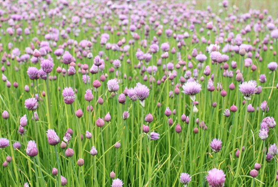 Pažitka pobřežní 'Bohemia' - Allium schoenoprasum 'Bohemia'