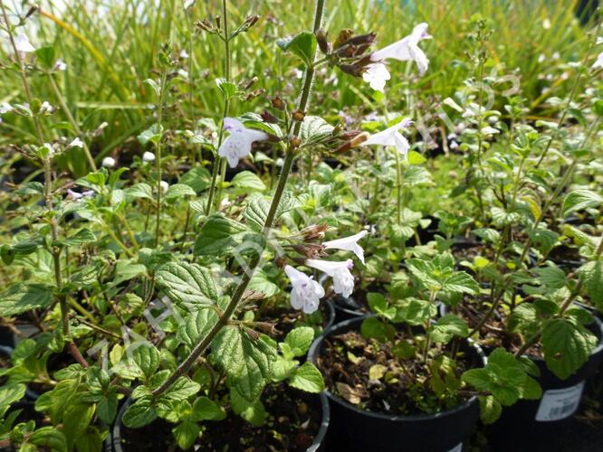 Marulka lékařská 'Blue Cloud' - Calamintha nepeta 'Blue Cloud ...