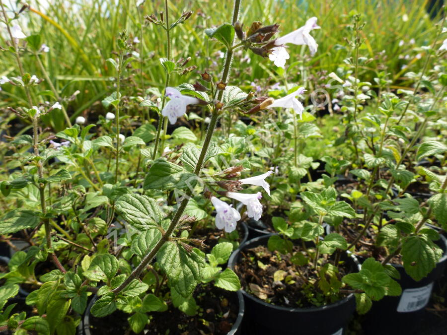 Marulka lékařská 'Blue Cloud' - Calamintha nepeta 'Blue Cloud'