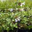 Marulka lékařská 'Blue Cloud' - Calamintha nepeta 'Blue Cloud'