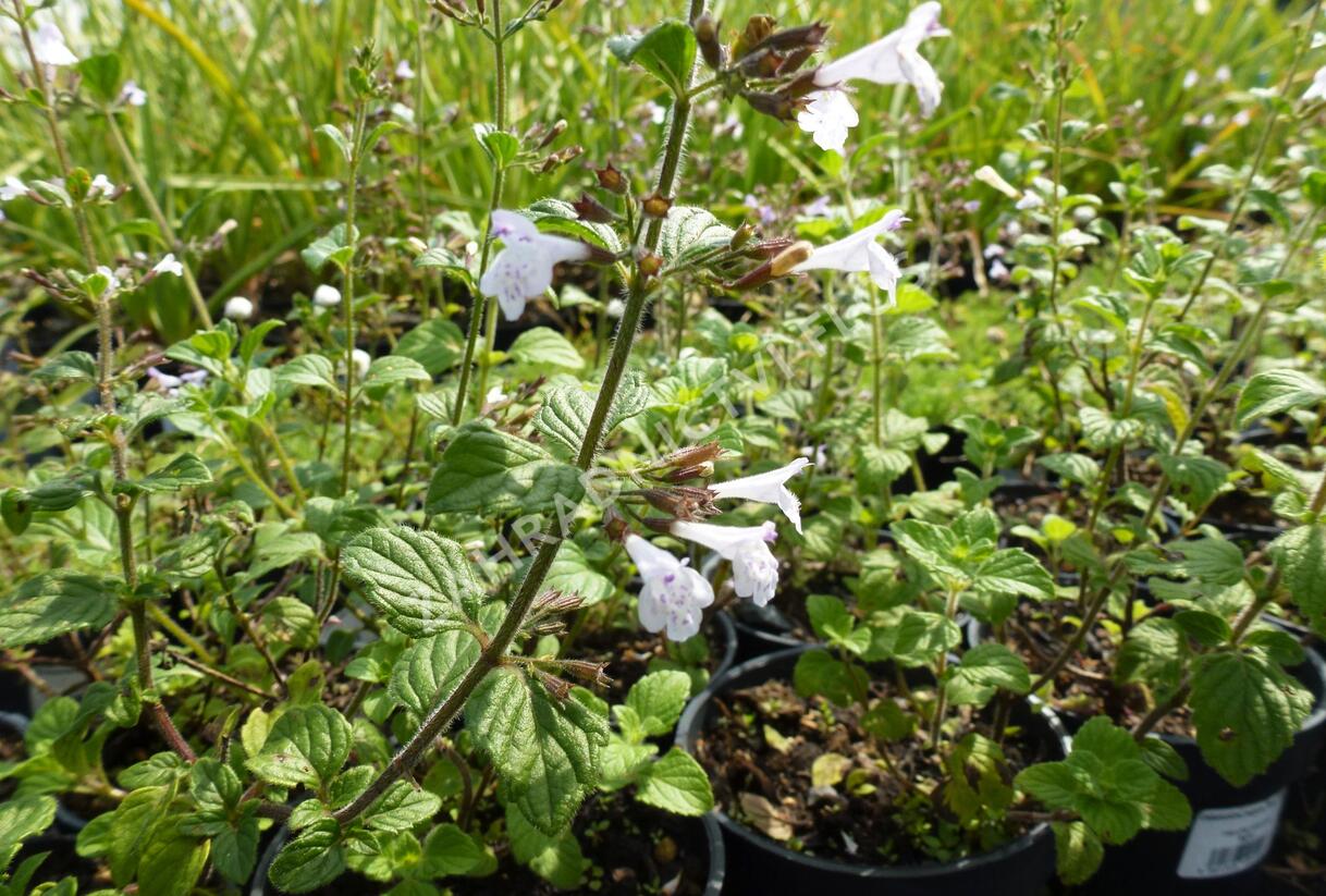 Marulka lékařská 'Blue Cloud' - Calamintha nepeta 'Blue Cloud'