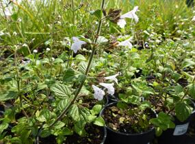 Marulka lékařská 'Blue Cloud' - Calamintha nepeta 'Blue Cloud'