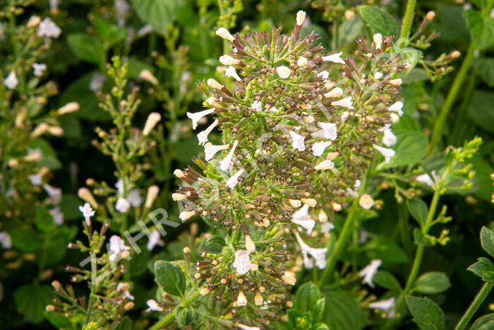 Marulka lékařská 'Blue Cloud' - Calamintha nepeta 'Blue Cloud'