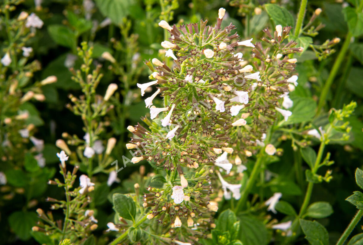 Marulka lékařská 'Blue Cloud' - Calamintha nepeta 'Blue Cloud'