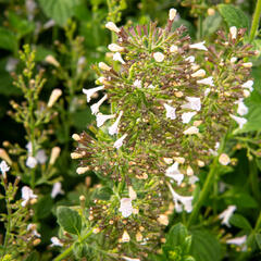 Marulka lékařská 'Blue Cloud' - Calamintha nepeta 'Blue Cloud'