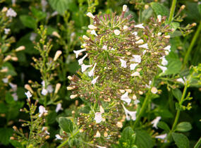 Marulka lékařská 'Blue Cloud' - Calamintha nepeta 'Blue Cloud'