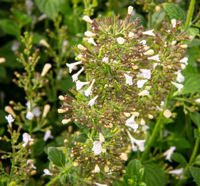 Marulka lékařská 'Blue Cloud' - Calamintha nepeta 'Blue Cloud'