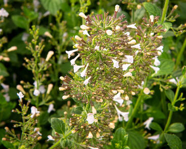 Marulka lékařská 'Blue Cloud'