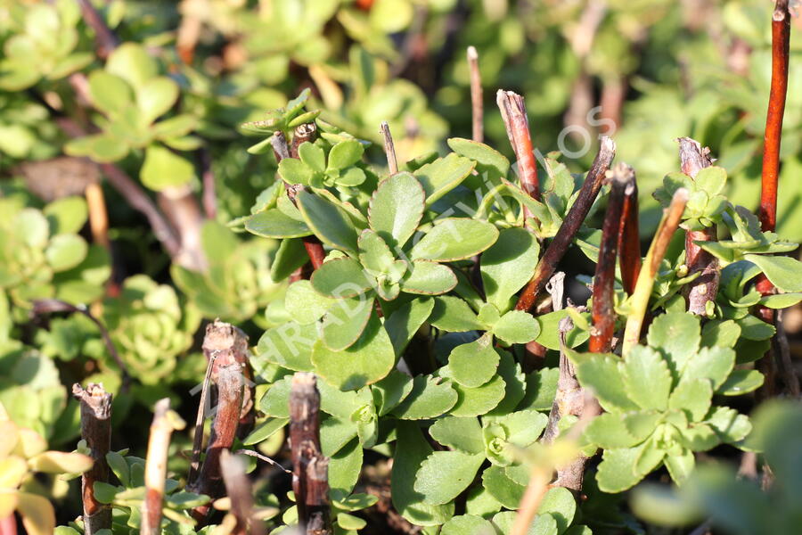 Rozchodník - Sedum takesimense