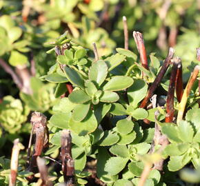 Rozchodník - Sedum takesimense