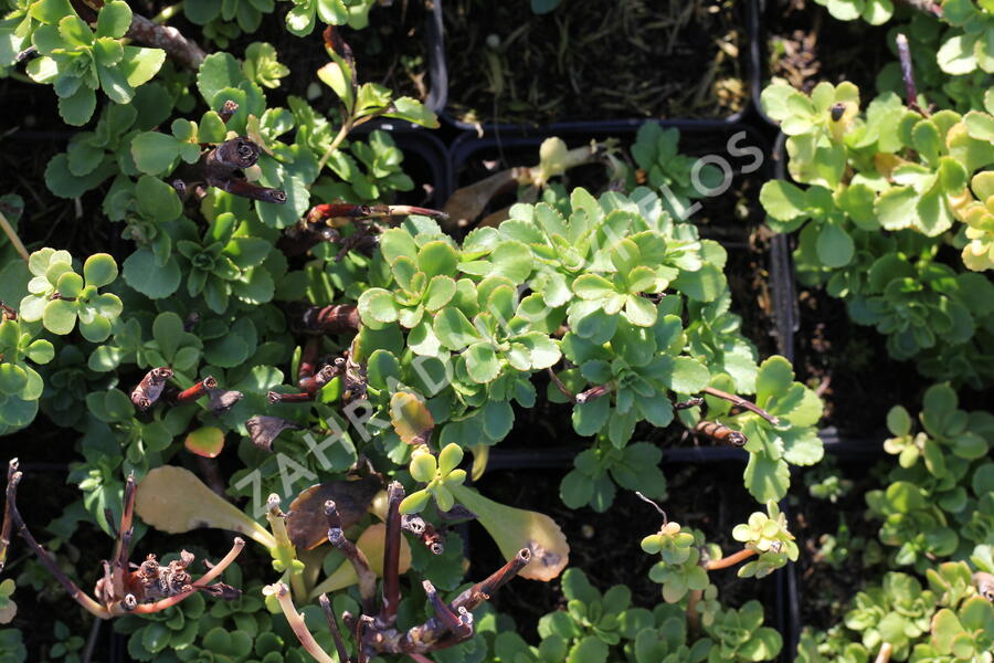 Rozchodník - Sedum takesimense
