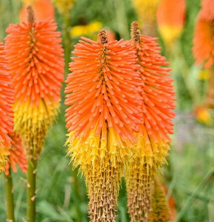 Kleopatřina jehla (mnohokvět) ‘Nobilis’ - Kniphofia uvaria ‘Nobilis’