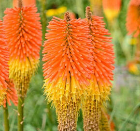 Kleopatřina jehla (mnohokvět) ‘Nobilis’ - Kniphofia uvaria ‘Nobilis’