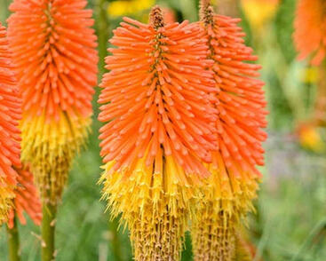 Kleopatřina jehla (mnohokvět) ‘Nobilis’