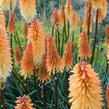 Kleopatřina jehla ‘Tawney King’ - Kniphofia ‘Tawney King’