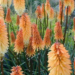 Kleopatřina jehla ‘Tawney King’ - Kniphofia ‘Tawney King’