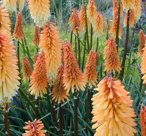 Kleopatřina jehla ‘Tawney King’ - Kniphofia ‘Tawney King’