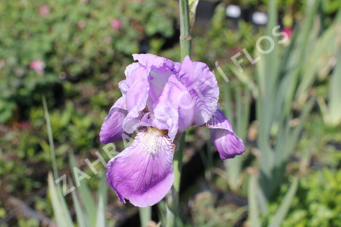 Kosatec německý 'Rheinländerin' - Iris barbata-elatior 'Rheinländerin'