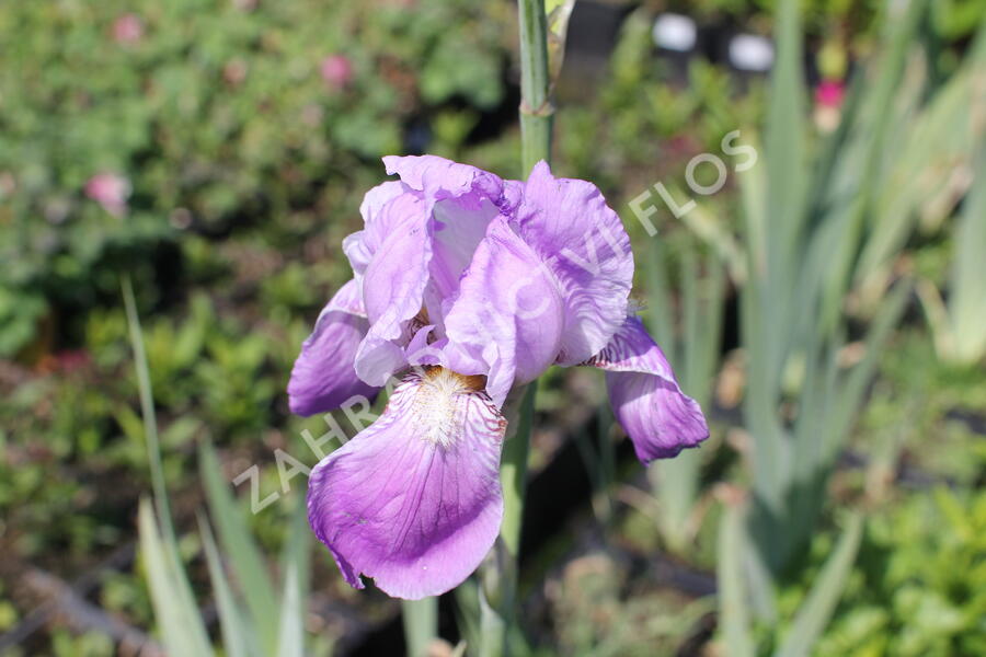 Kosatec německý 'Rheinländerin' - Iris barbata-elatior 'Rheinländerin'