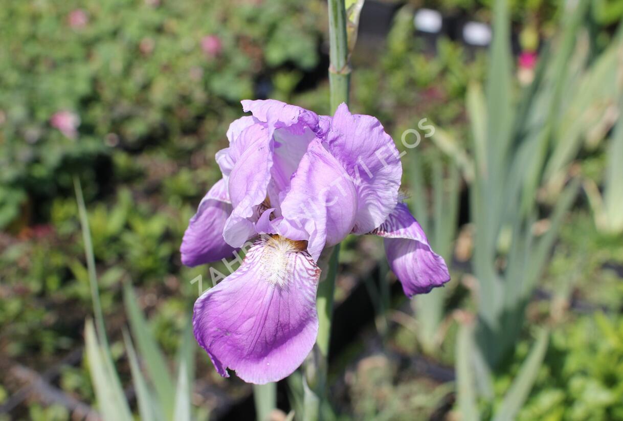 Kosatec německý 'Rheinländerin' - Iris barbata-elatior 'Rheinländerin'